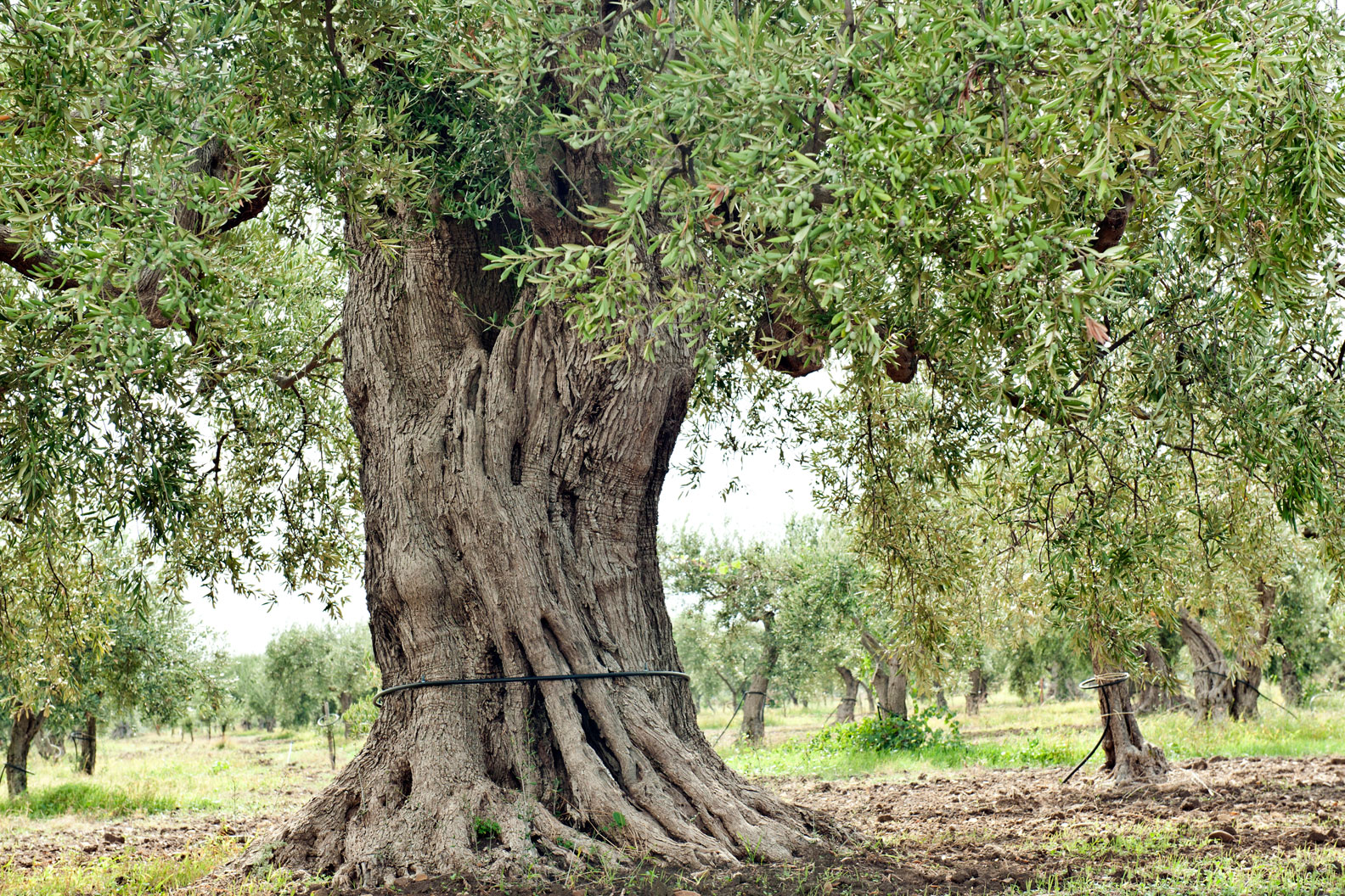 Coltivazione olivo Italia