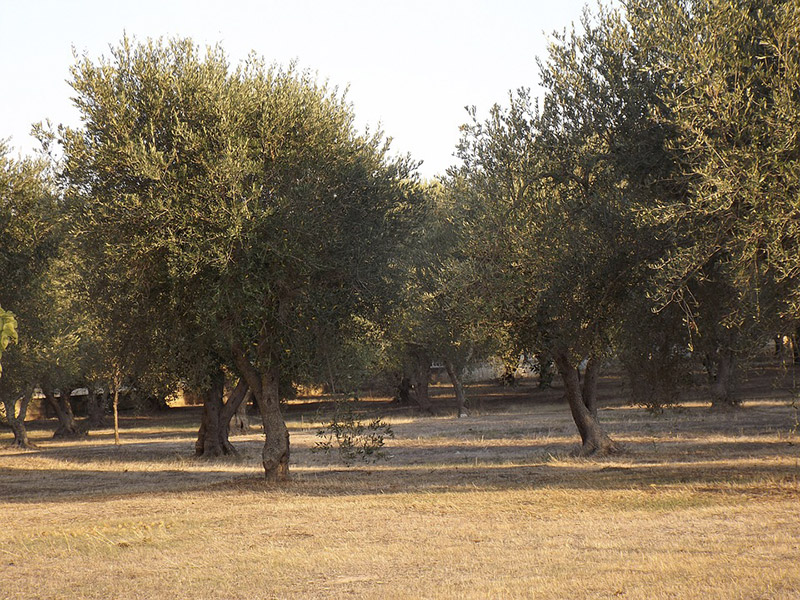 Olivo Puglia
